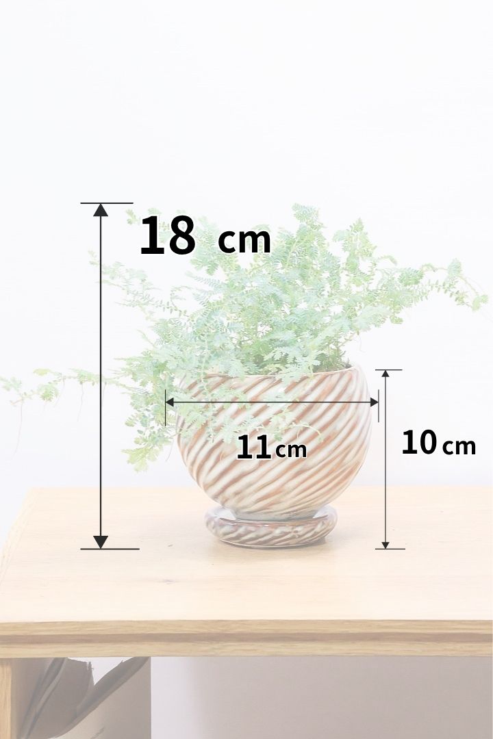 【レインボーファン】ふわふわした雰囲気がとってもかわいい観葉植物。しかも日陰に強い！