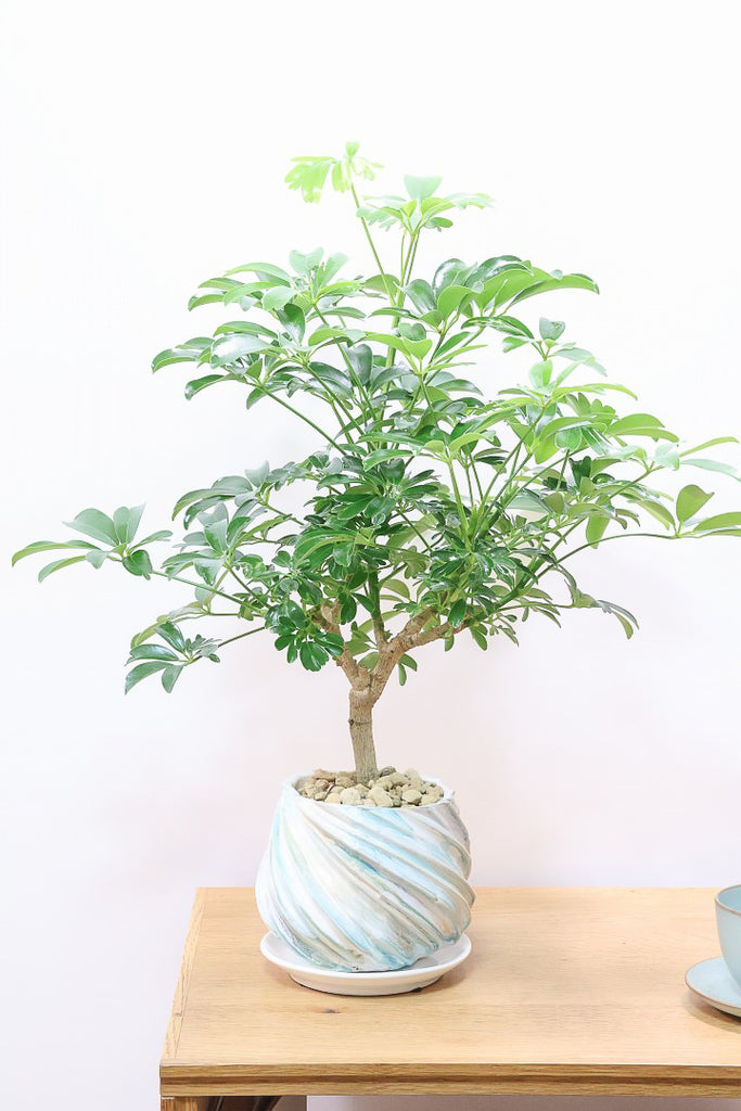 シェフレラ レナータMC62213| 観葉植物の通信販売 | APEGO(アペーゴ)