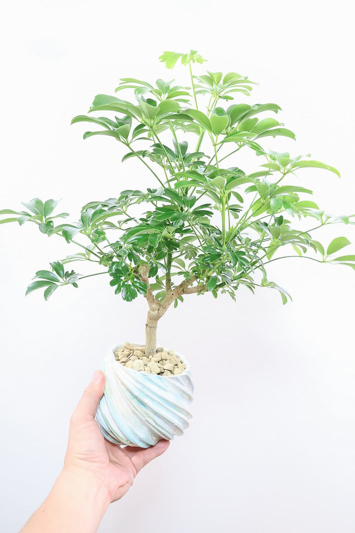 シェフレラ レナータMC62213| 観葉植物の通信販売 | APEGO(アペーゴ)