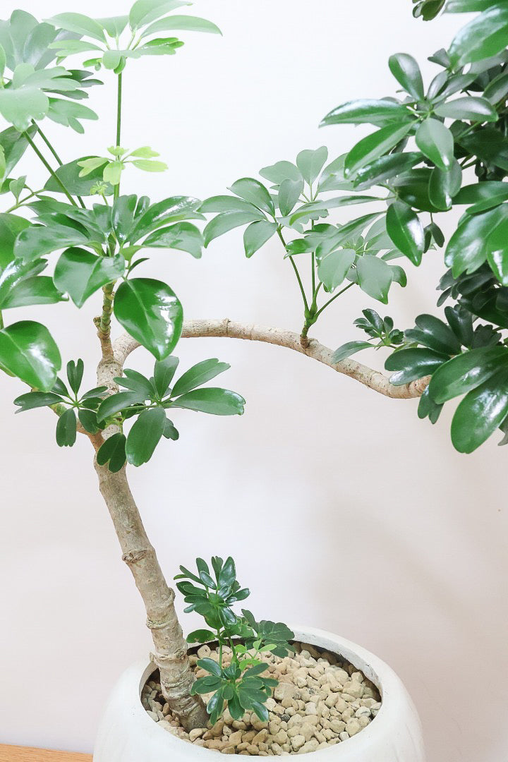 陶器 シェフレラレナータ シェフレラ レナータW62214 観葉植物の通信販売