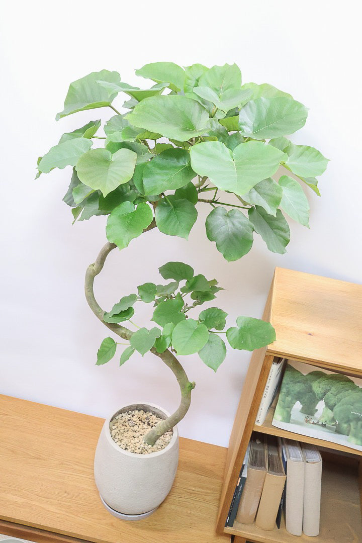【ウンベラータ】最高の樹形！鹿児島の名人の生産者さんが手塩にかけて作りました！自信を持っておすすめ！
