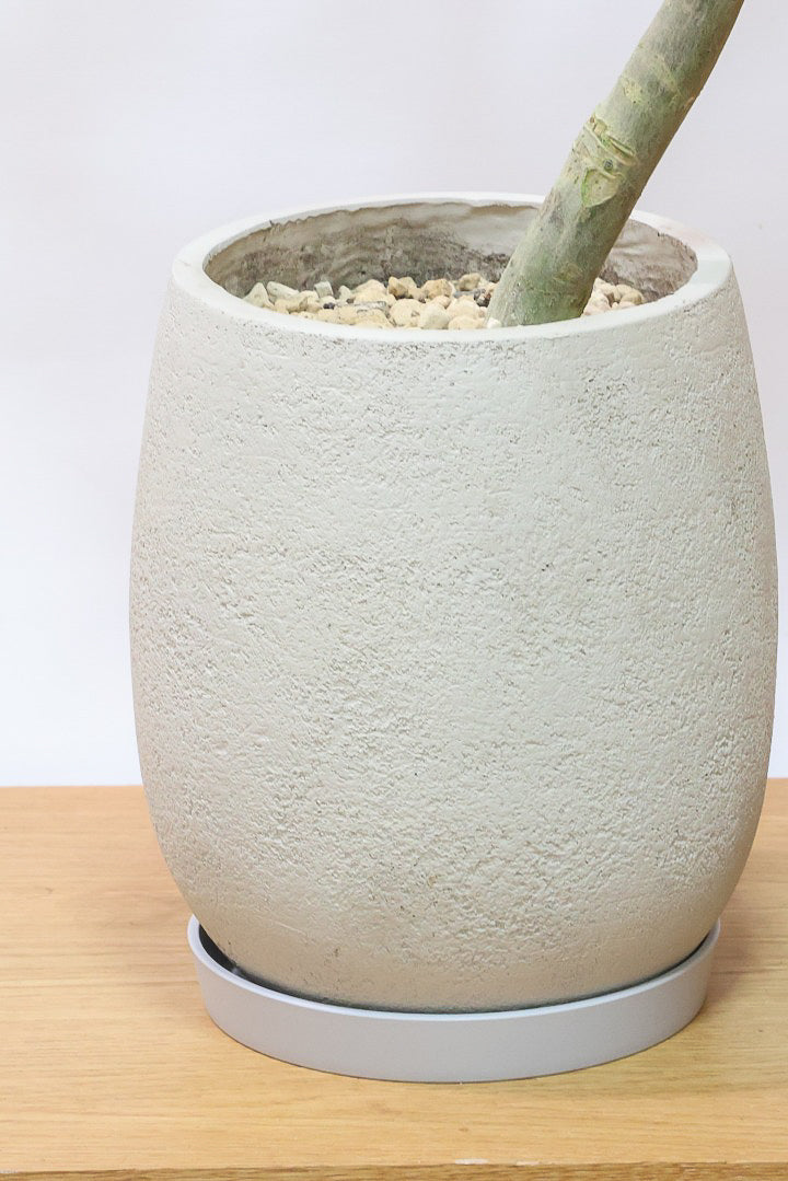 【ウンベラータ】最高の樹形！鹿児島の名人の生産者さんが手塩にかけて作りました！自信を持っておすすめ！