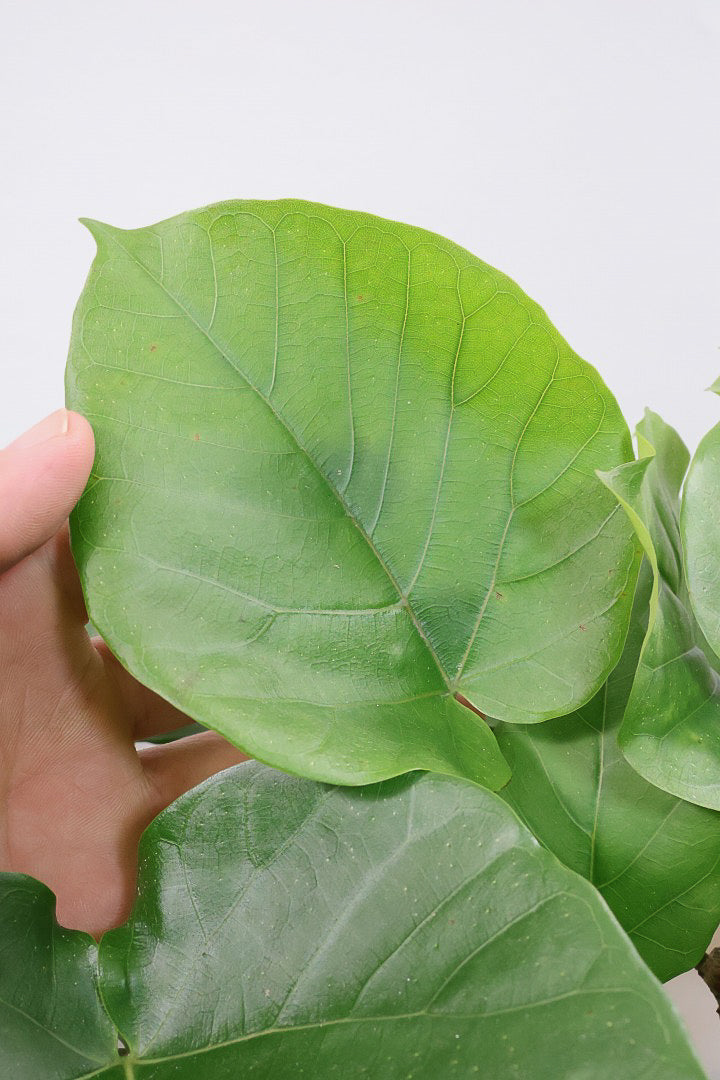 【ウンベラータ】最高の樹形！鹿児島の名人の生産者さんが手塩にかけて作りました！自信を持っておすすめ！