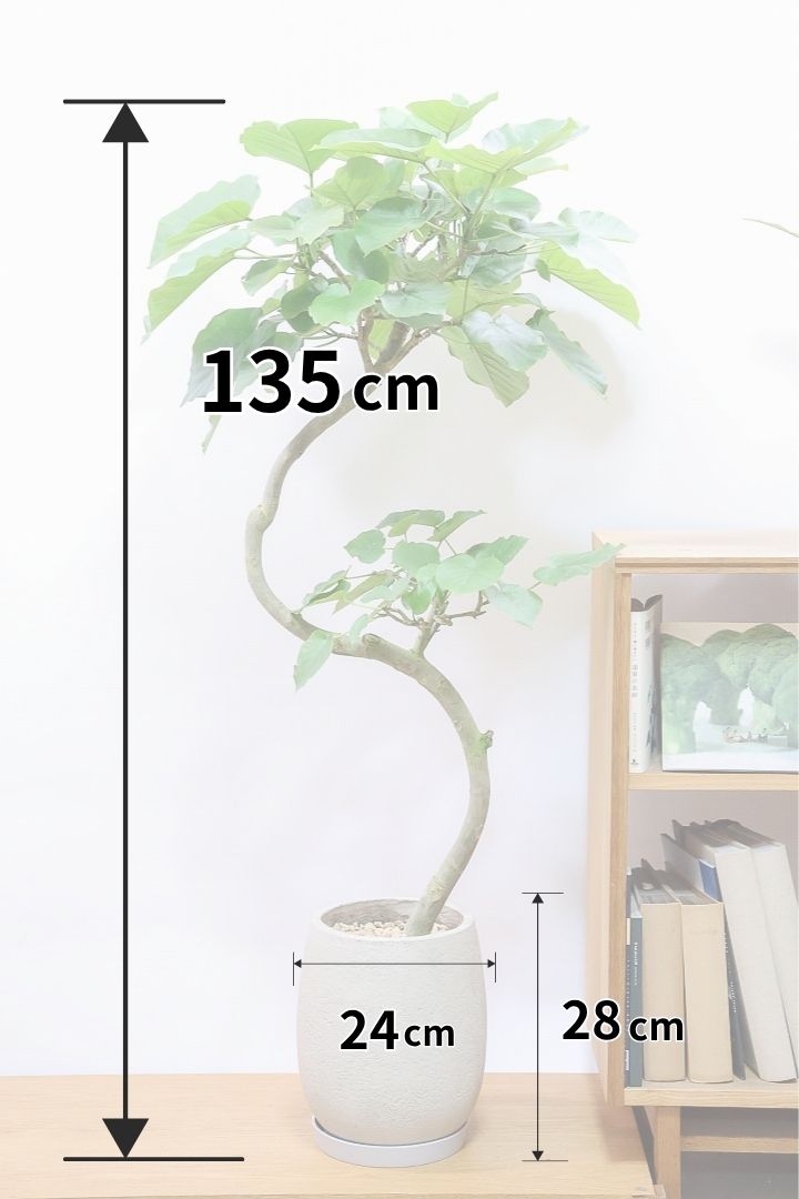 【ウンベラータ】最高の樹形！鹿児島の名人の生産者さんが手塩にかけて作りました！自信を持っておすすめ！