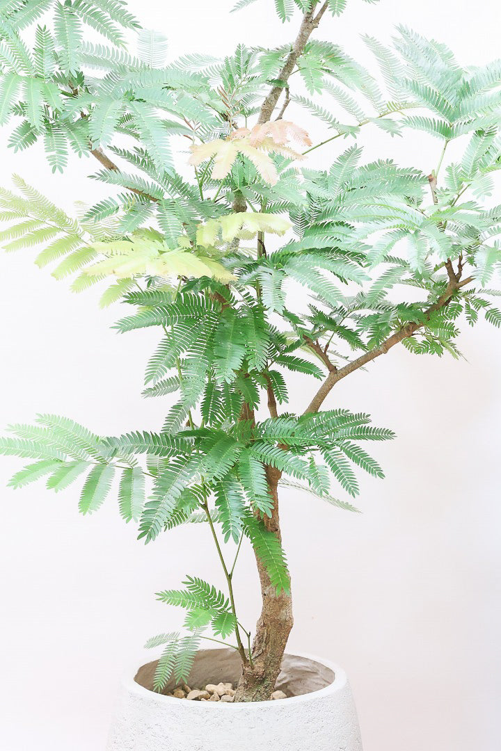 エバーフレッシュGIV62225C| 観葉植物の通信販売 | APEGO(アペーゴ)