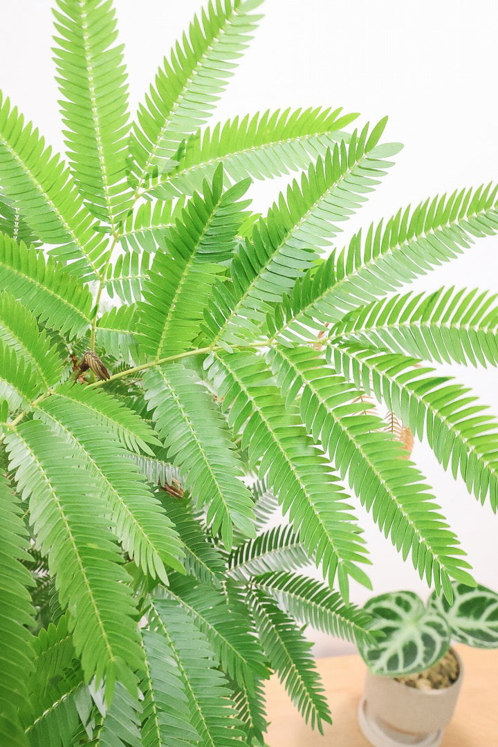 エバーフレッシュGIV62225C| 観葉植物の通信販売 | APEGO(アペーゴ)