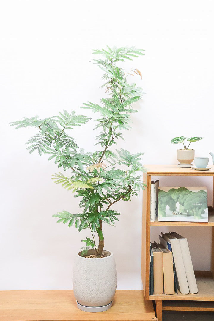 エバーフレッシュGIV62225C| 観葉植物の通信販売 | APEGO(アペーゴ)