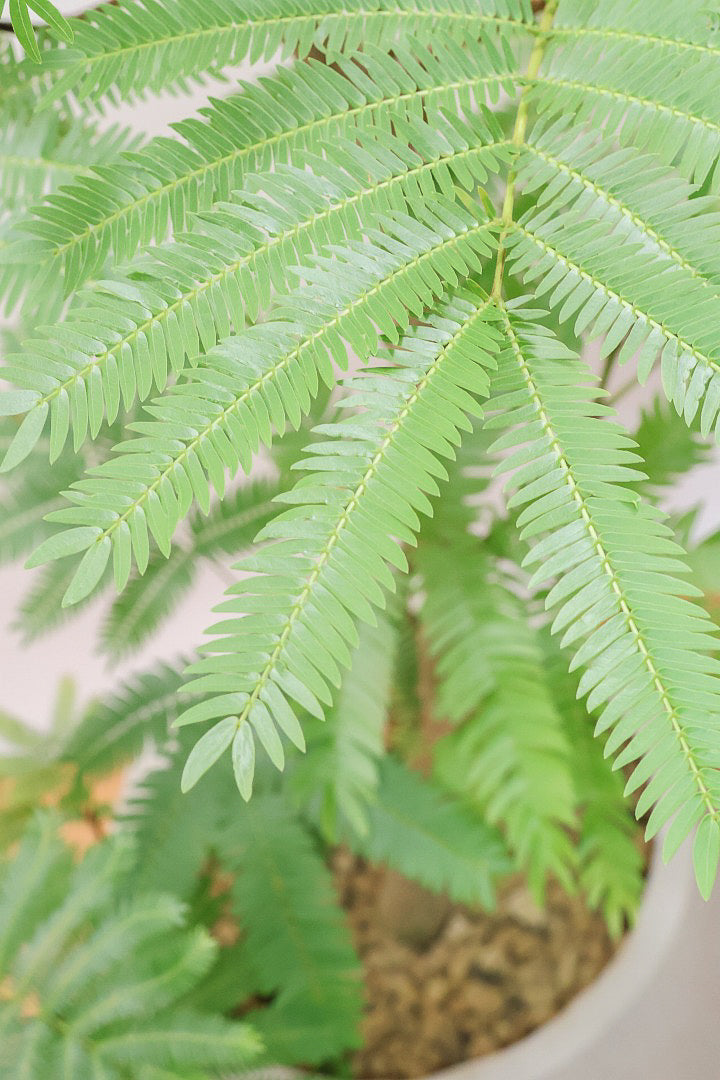 【エバーフレッシュ】幹シンプルにカーブした幹！太さもあってしっかりとしていますので、存在感がありますよ！