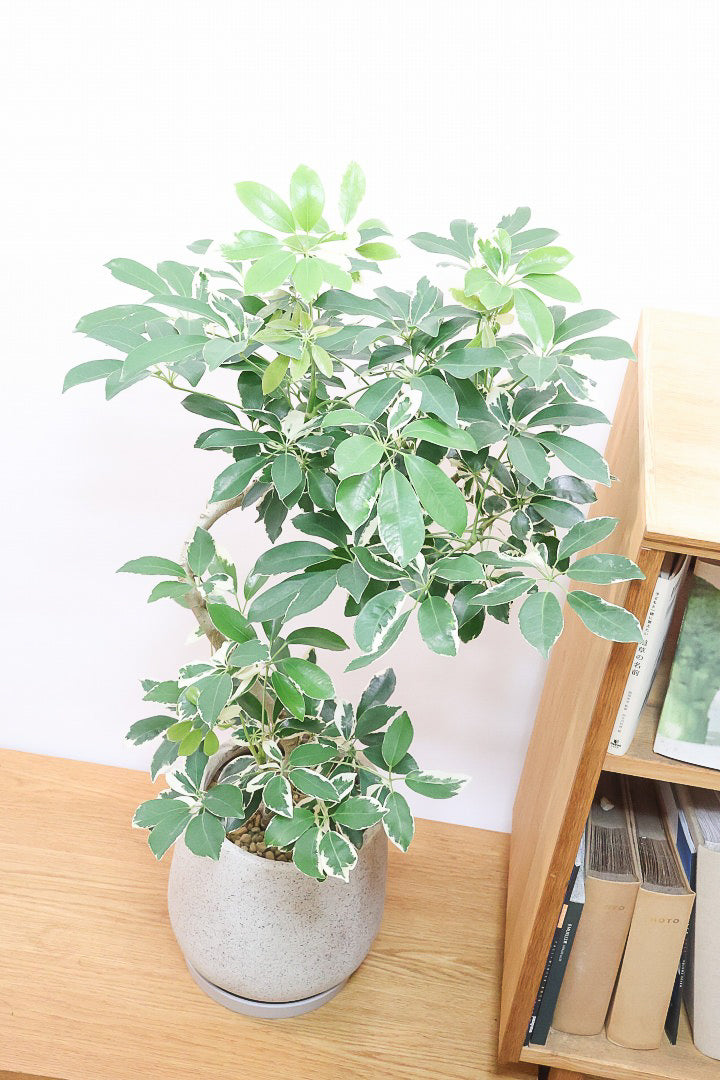 【シェフレラ ミルキー】少し大き目の6号サイズ！幹のカーブも素晴らしい個体ですのでぜひともご検討ください！