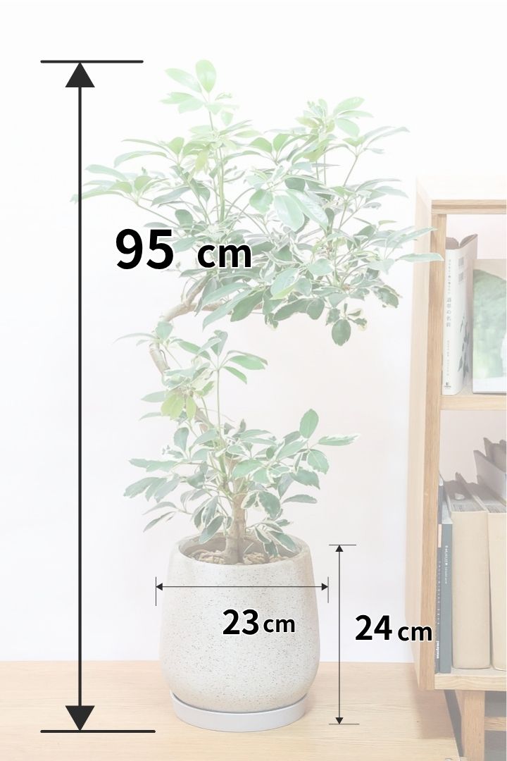 【シェフレラ ミルキー】少し大き目の6号サイズ！幹のカーブも素晴らしい個体ですのでぜひともご検討ください！