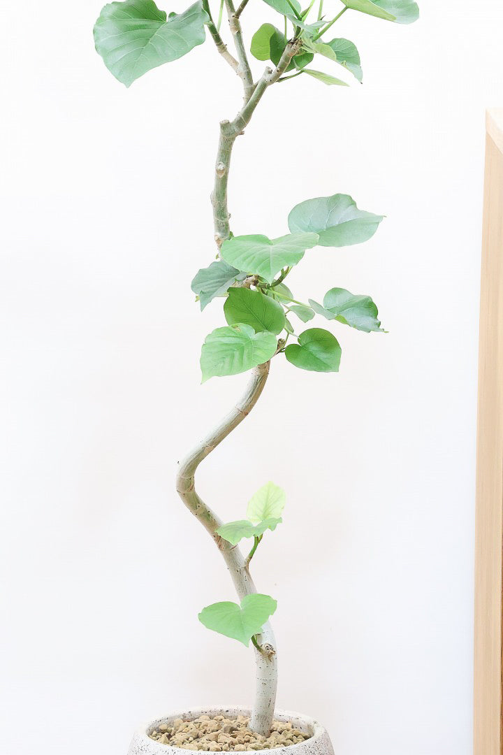 【ウンベラータ】幹のカーブが凄くイイ感じ！曲り樹形の名手でもある生産者さんが手塩に掛けたバランスの良い素晴らしい樹形です！幹のクネクネがGOOD！