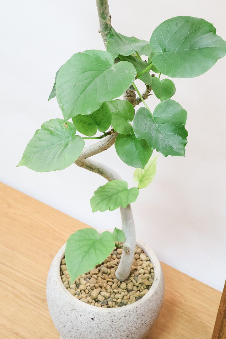 【ウンベラータ】幹のカーブが凄くイイ感じ！曲り樹形の名手でもある生産者さんが手塩に掛けたバランスの良い素晴らしい樹形です！幹のクネクネがGOOD！