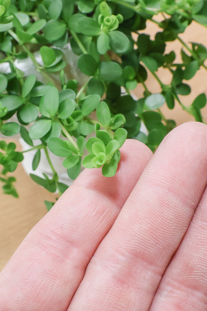 【ペペロミア  イザベラ】良いボリューム！そしてミニミニのかわいい葉。ペペロミアの中でも肉厚でかわいい葉です！POTはシンプルなホワイトを合わせました！