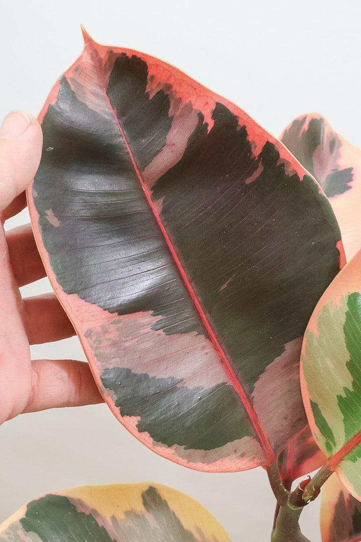【フィカス ルビー】数々のルビーを見てきましたが今回ほどキレイと思ったことはないくらいきれいです！