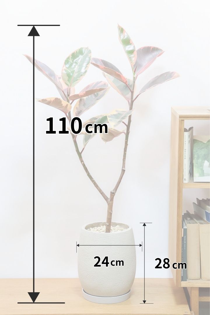 【フィカス ルビー】数々のルビーを見てきましたが今回ほどキレイと思ったことはないくらいきれいです！