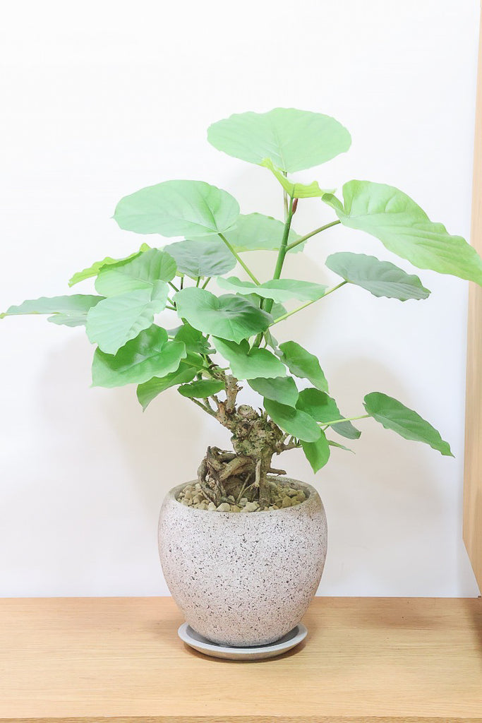 ウンベラータCO62242| 観葉植物の通信販売 | APEGO(アペーゴ)