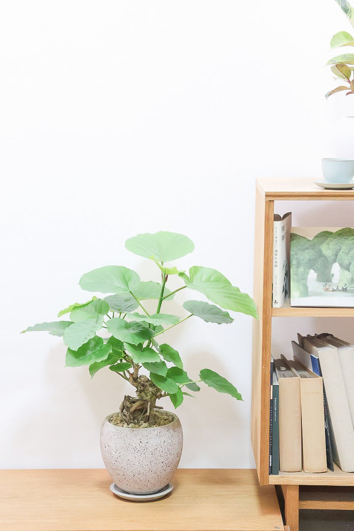 ウンベラータCO62242| 観葉植物の通信販売 | APEGO(アペーゴ)