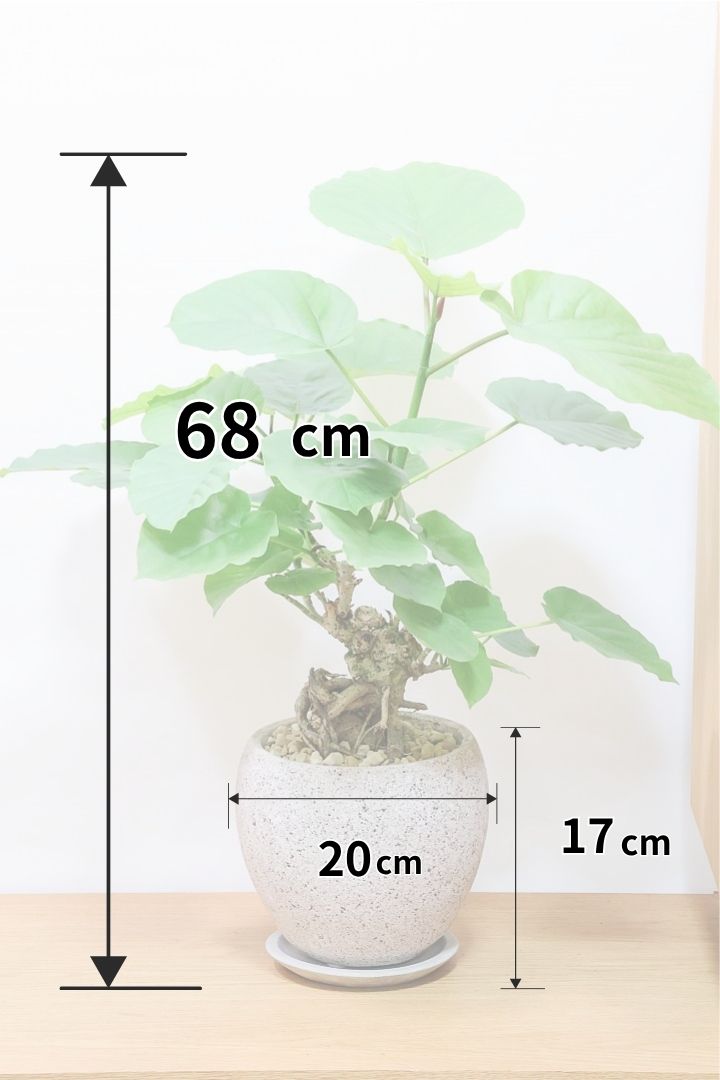 ウンベラータCO62242| 観葉植物の通信販売 | APEGO(アペーゴ)