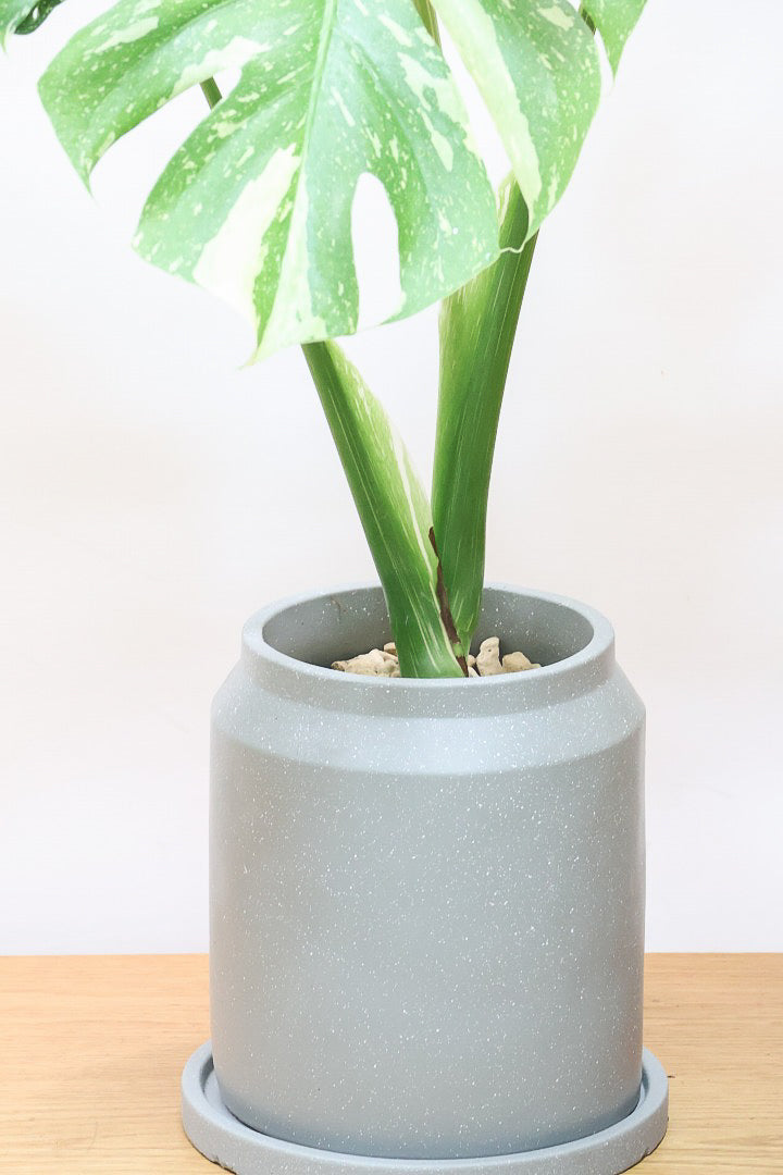 モンステラ タイコンステレーションCO62244| 観葉植物の通信販売