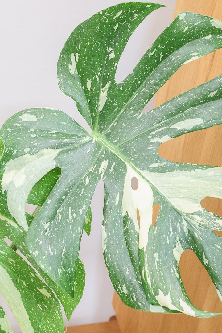 モンステラ タイコンステレーションCO62244| 観葉植物の通信販売