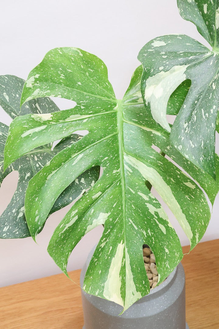 モンステラ タイコンステレーションCO62244| 観葉植物の通信販売
