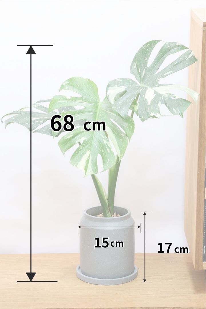 モンステラ タイコンステレーションCO62244| 観葉植物の通信販売