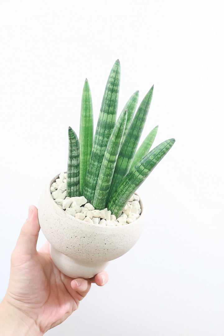 【サンスベリア スタッキー】今回もこだわりのPOTに合わせました！仲良しの生産者さんからいい形のものを分けてもらいました！ムチムチでかわいい！