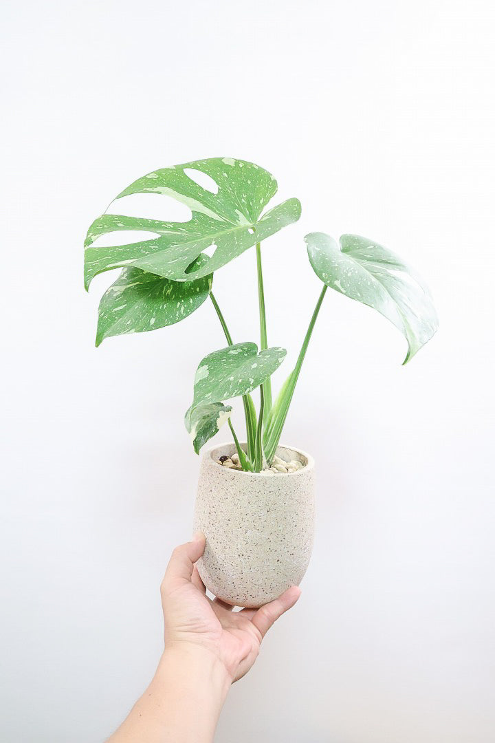 モンステラ タイコンステレーションCO62248| 観葉植物の通信販売