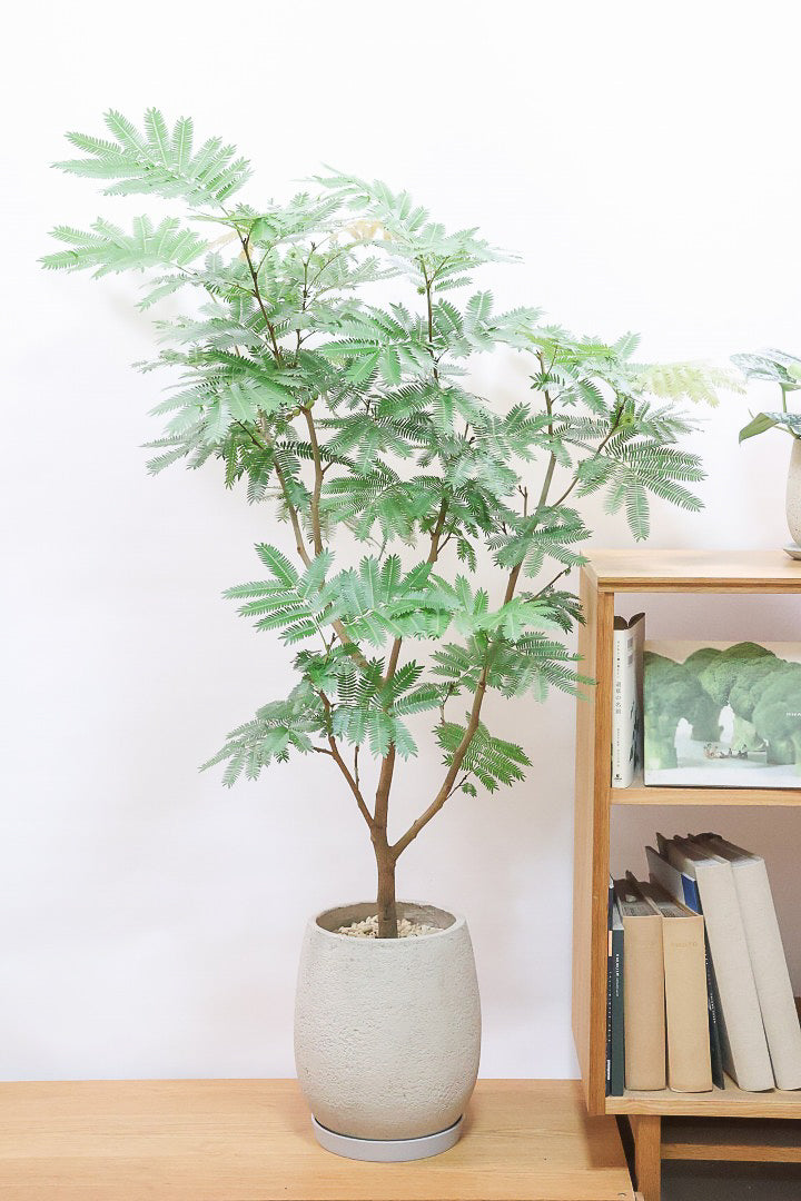 送料無料】人気の大型サイズ | 観葉植物の通信販売 | APEGO(アペーゴ