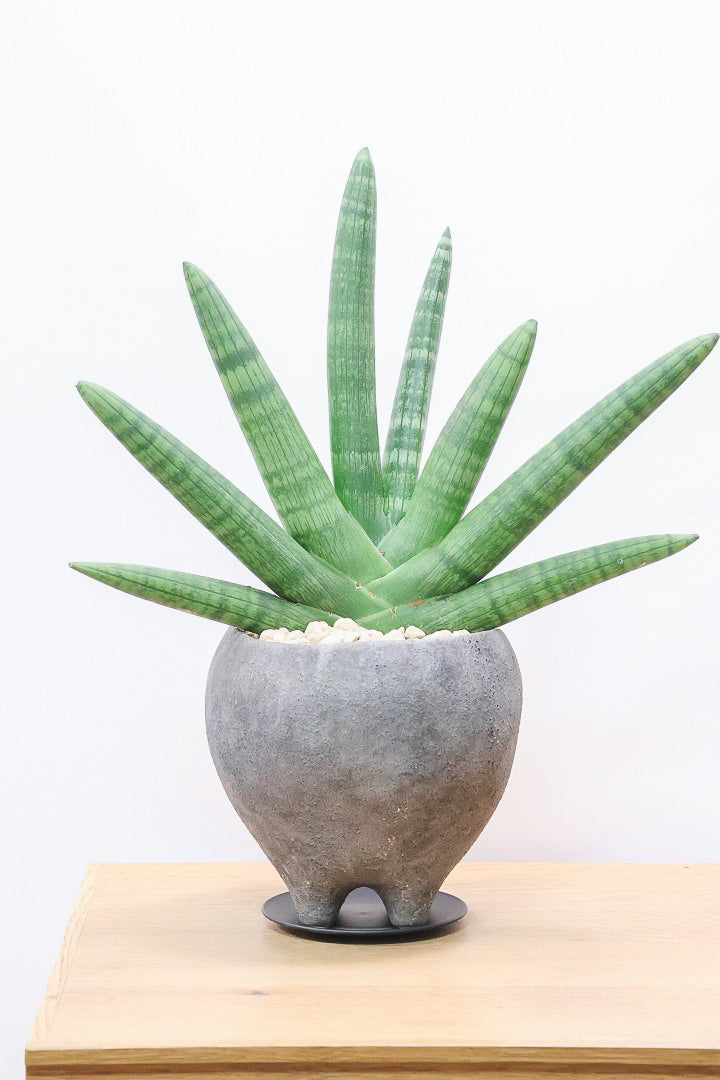 【サンスベリア ボンセレンシス】かわいい脚付きのPOTです♪扇状に生長するフォルムがカッコいいボンセレンシス！POTとの相性もGOOD！