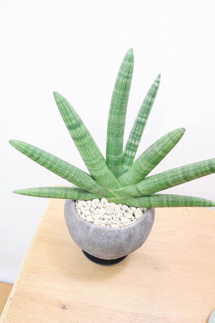 【サンスベリア ボンセレンシス】かわいい脚付きのPOTです♪扇状に生長するフォルムがカッコいいボンセレンシス！POTとの相性もGOOD！