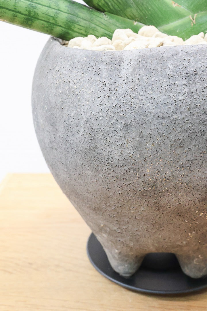 【サンスベリア ボンセレンシス】かわいい脚付きのPOTです♪扇状に生長するフォルムがカッコいいボンセレンシス！POTとの相性もGOOD！