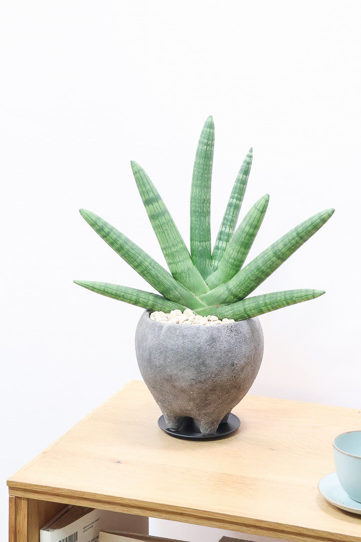 【サンスベリア ボンセレンシス】かわいい脚付きのPOTです♪扇状に生長するフォルムがカッコいいボンセレンシス！POTとの相性もGOOD！