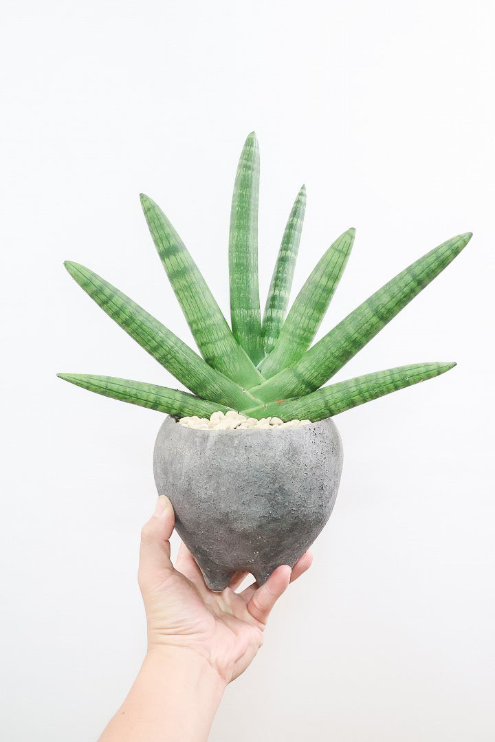 【サンスベリア ボンセレンシス】かわいい脚付きのPOTです♪扇状に生長するフォルムがカッコいいボンセレンシス！POTとの相性もGOOD！