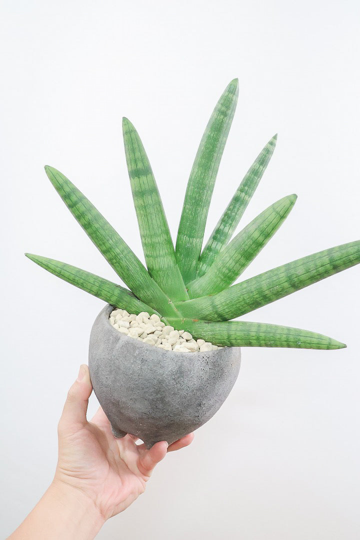【サンスベリア ボンセレンシス】かわいい脚付きのPOTです♪扇状に生長するフォルムがカッコいいボンセレンシス！POTとの相性もGOOD！