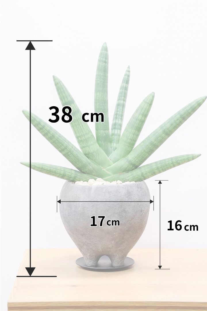 【サンスベリア ボンセレンシス】かわいい脚付きのPOTです♪扇状に生長するフォルムがカッコいいボンセレンシス！POTとの相性もGOOD！
