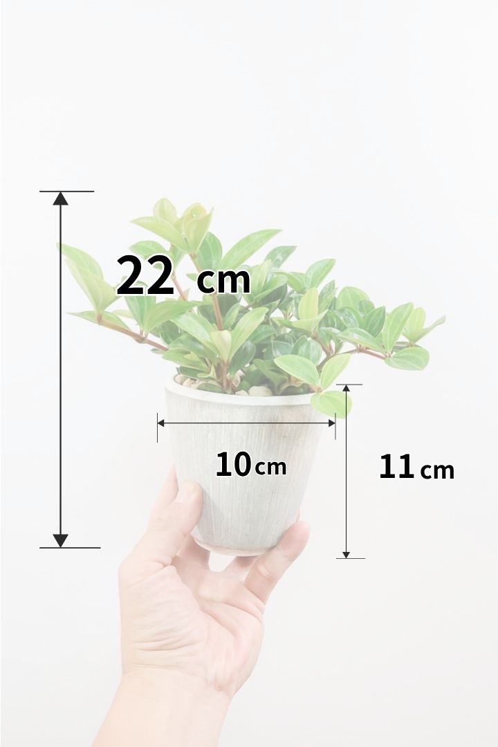 ペペロミア フェアリーW62251| 観葉植物の通信販売 | APEGO(アペーゴ)