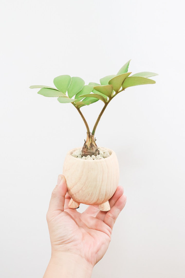 【ザミア フルフラケア】かわいいミニサイズ！ギュッとした個性的なフォルムが特徴の希少な観葉植物！