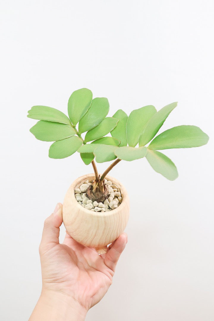 【ザミア フルフラケア】かわいいミニサイズ！ギュッとした個性的なフォルムが特徴の希少な観葉植物！