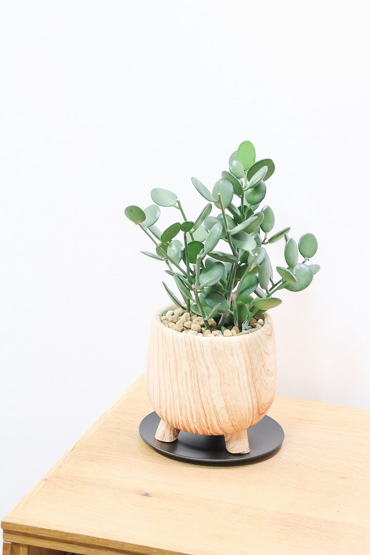 【グリーンドラム】今回はかわいい脚付きの木目調のPOT！しかもボリュームのある大き目タイプ！ここまでの大株は希少ですよ！