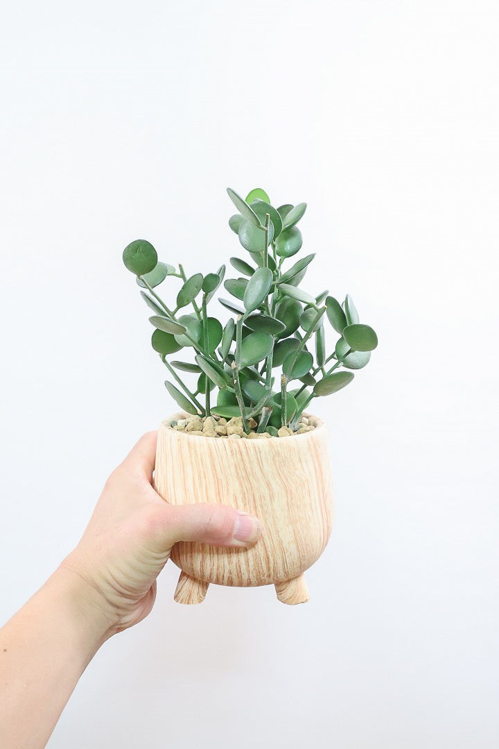 【グリーンドラム】今回はかわいい脚付きの木目調のPOT！しかもボリュームのある大き目タイプ！ここまでの大株は希少ですよ！