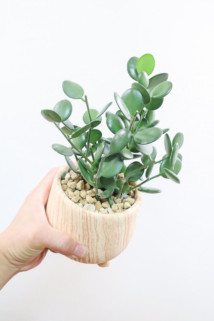 【グリーンドラム】今回はかわいい脚付きの木目調のPOT！しかもボリュームのある大き目タイプ！ここまでの大株は希少ですよ！