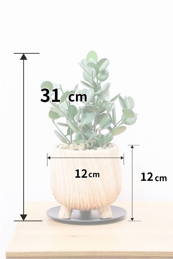 【グリーンドラム】今回はかわいい脚付きの木目調のPOT！しかもボリュームのある大き目タイプ！ここまでの大株は希少ですよ！
