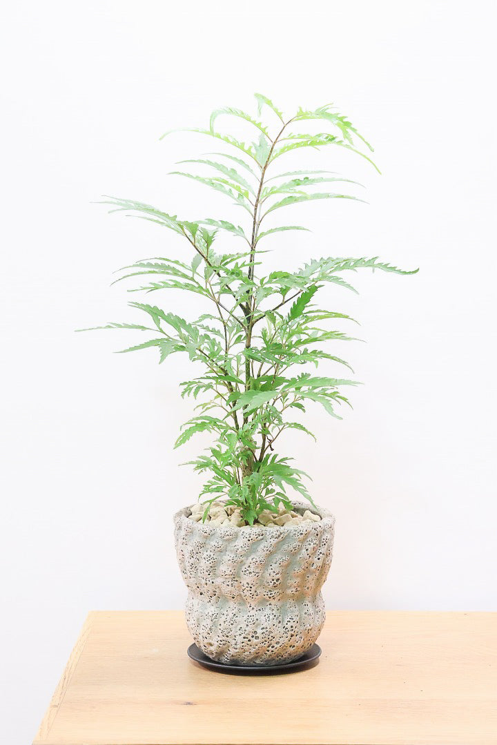 【ポリシャス フルティコーサ】APEGO推しのかわいいPOT！涼しげな雰囲気がたまらなくかわいい観葉植物です！