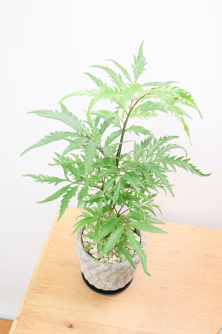 【ポリシャス フルティコーサ】APEGO推しのかわいいPOT！涼しげな雰囲気がたまらなくかわいい観葉植物です！
