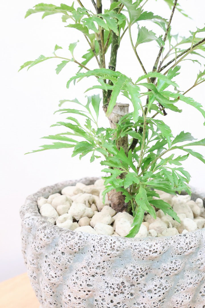 【ポリシャス フルティコーサ】APEGO推しのかわいいPOT！涼しげな雰囲気がたまらなくかわいい観葉植物です！
