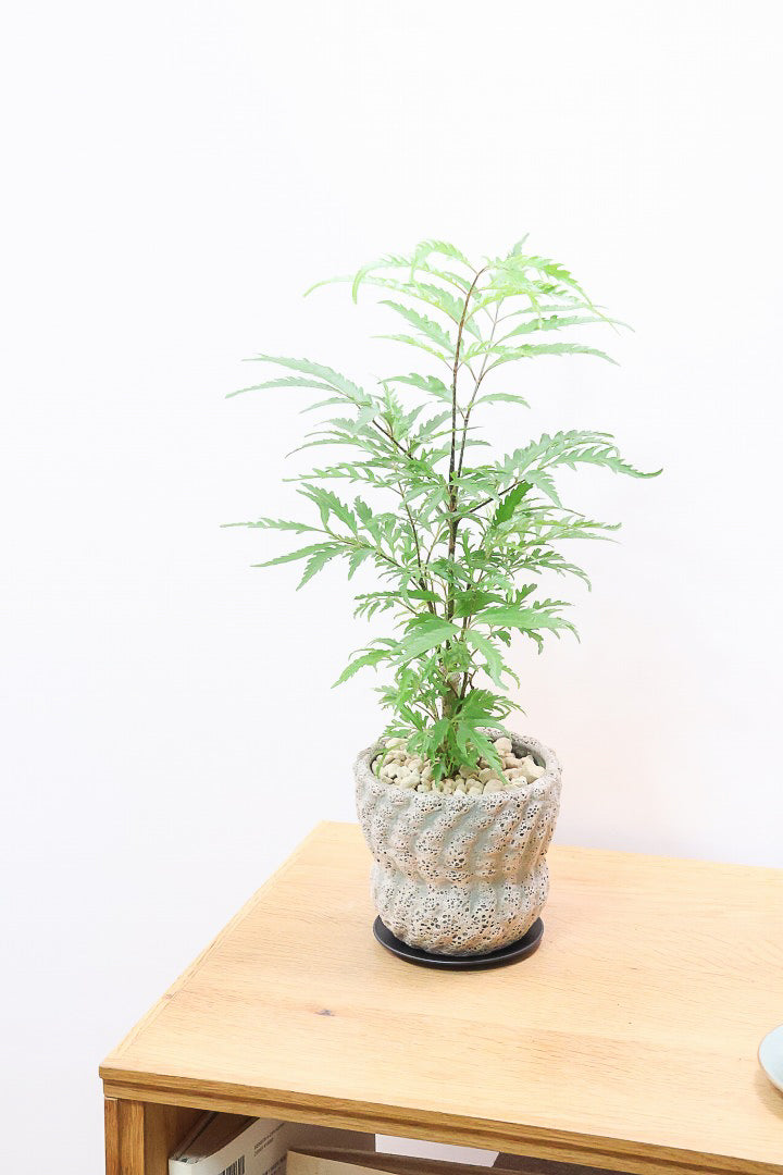 【ポリシャス フルティコーサ】APEGO推しのかわいいPOT！涼しげな雰囲気がたまらなくかわいい観葉植物です！