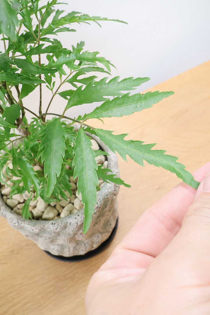 【ポリシャス フルティコーサ】APEGO推しのかわいいPOT！涼しげな雰囲気がたまらなくかわいい観葉植物です！