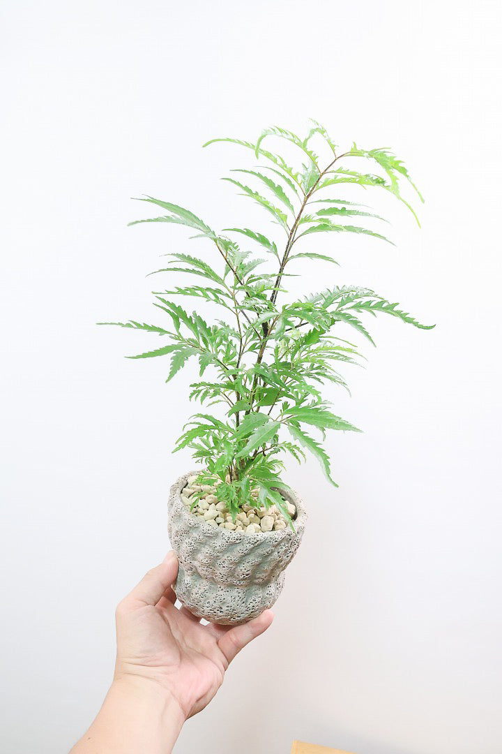 【ポリシャス フルティコーサ】APEGO推しのかわいいPOT！涼しげな雰囲気がたまらなくかわいい観葉植物です！