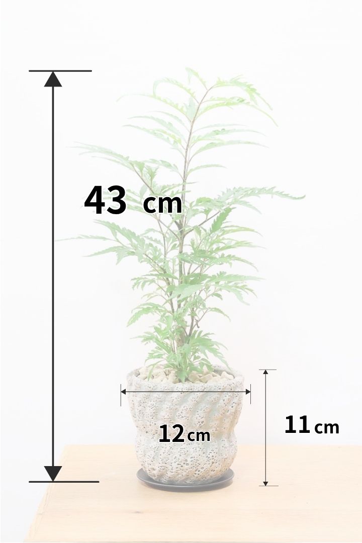 【ポリシャス フルティコーサ】APEGO推しのかわいいPOT！涼しげな雰囲気がたまらなくかわいい観葉植物です！